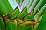 Leaves in Brazil