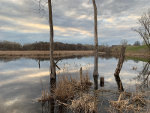 Cattails and trees