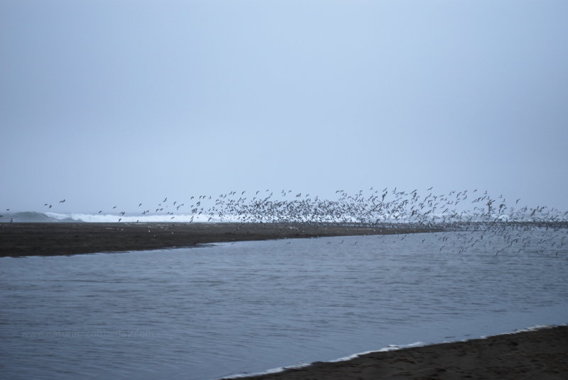 Sea birds on the Washington Coast