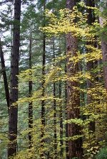 Vine Maple in Washington