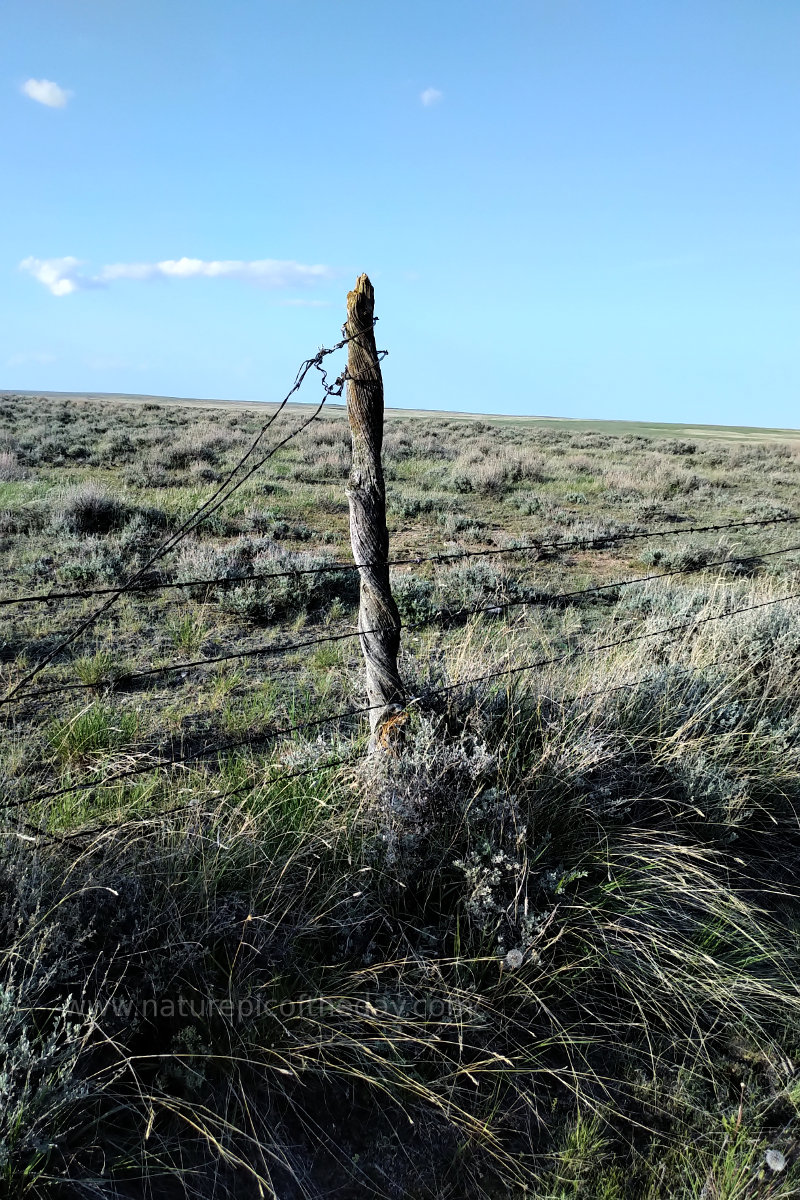 Montana Prairie