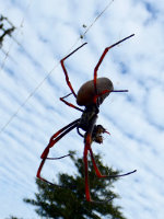 A spooky spider on Norfolk Island, Australia