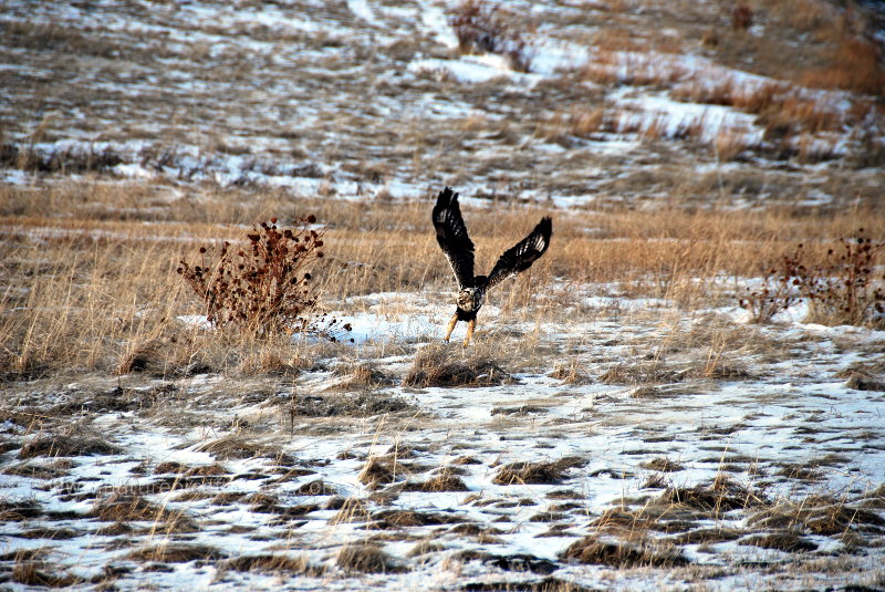 Hawk in idaho