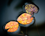 Beautiful fall colors on lily pads.