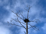 Nest in a tree! In Minnesota