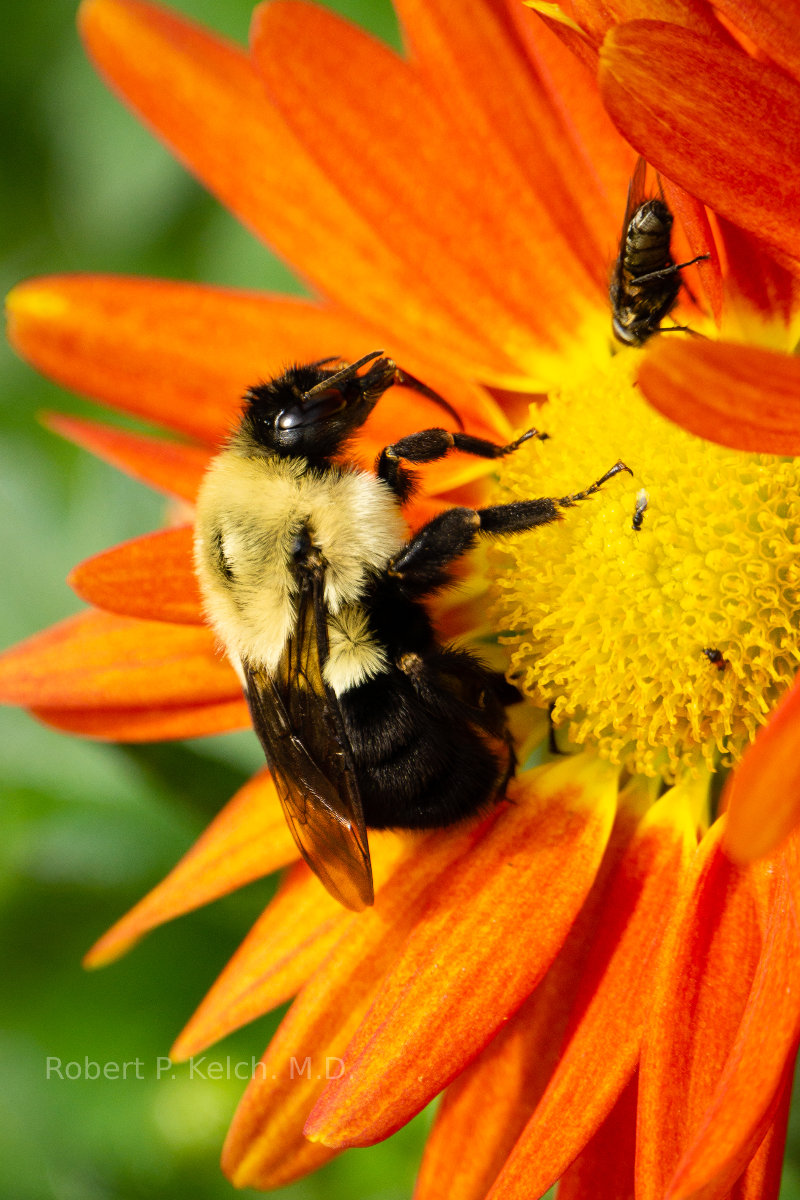 Bee pollinating flowers in Michigan