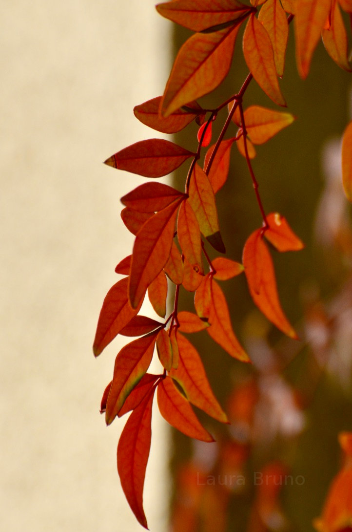 Beautiful leaves in Brazil