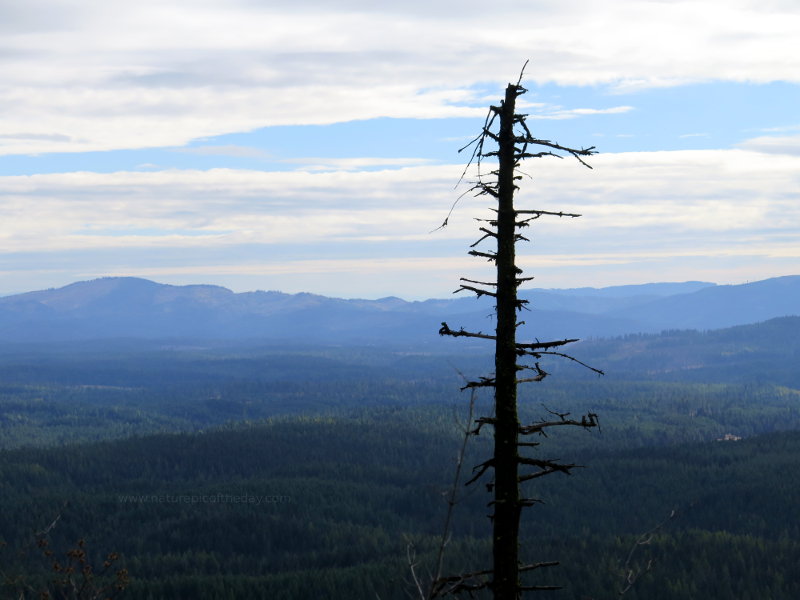 Snag in the Forest