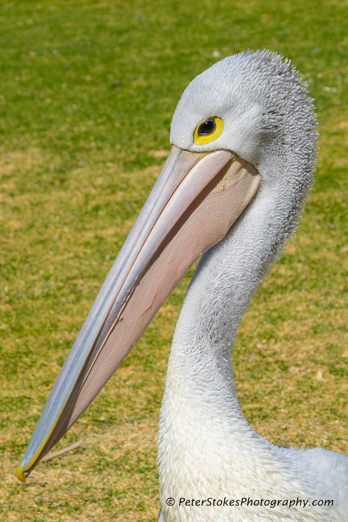 Pelican at Port Macquarie, NSW