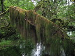 Hoh Rain Forest