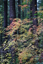 Vine Maple in Washington State on Mount Rainier