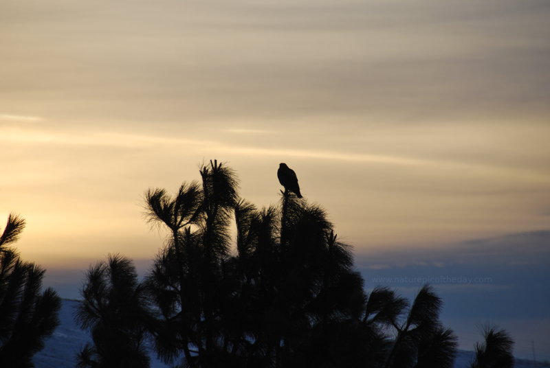 Hawk Sunset