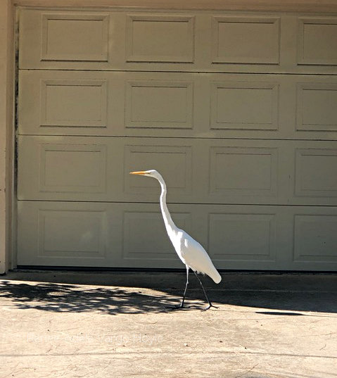 White Egret out for a stroll on Anna Maria Island, FL