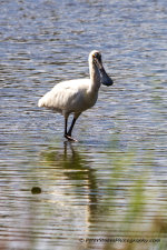 A Royal Spoonbill bird in Coomaditchy Lagoon, Port Kembla, NSW, Australia