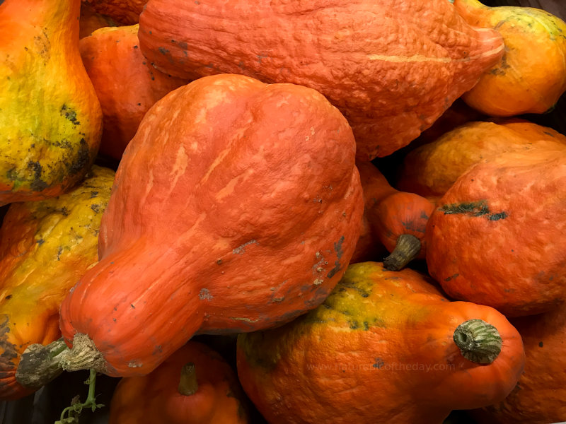 Pumpkins on Halloween