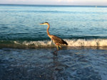 Sandhill Crane in Florida