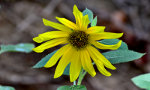 Beautiful Brazilian Flower