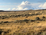 Antelope in Wyoming