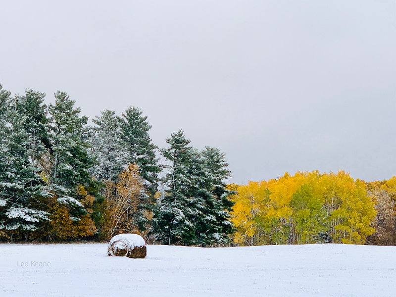 Beautiful yellow birch in an early October snow in Montana.