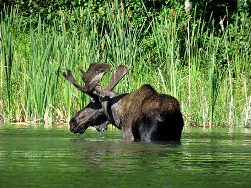 Moose in Montana