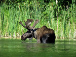 Moose in Montana