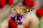 Beautiful Butterfly in Michigan