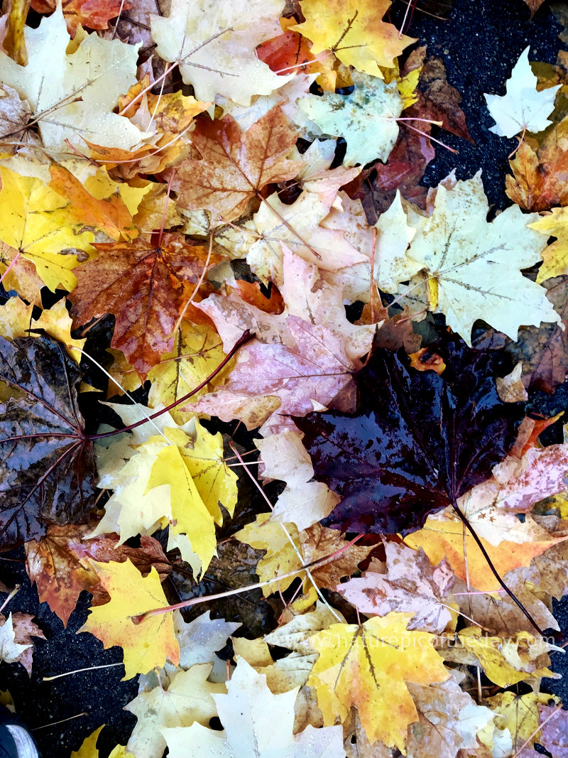 Fall Leaves on the Ground