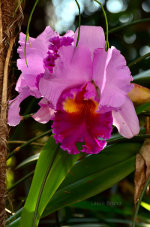 Beautiful Pink Flowers in Brazil