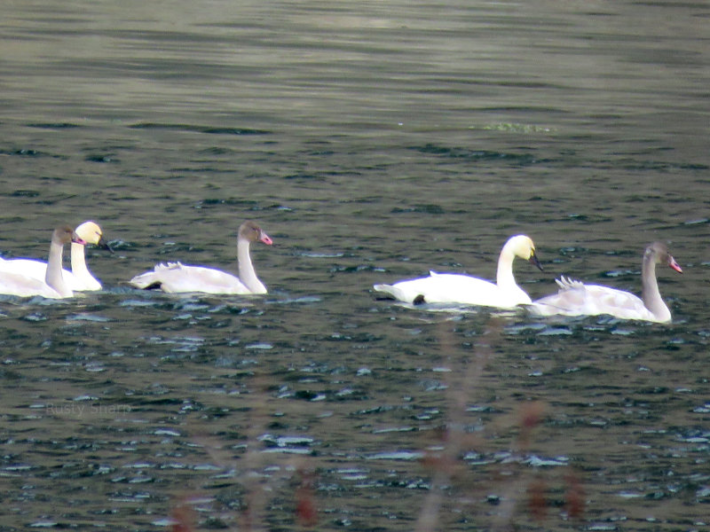 Swans on the Clark Fork