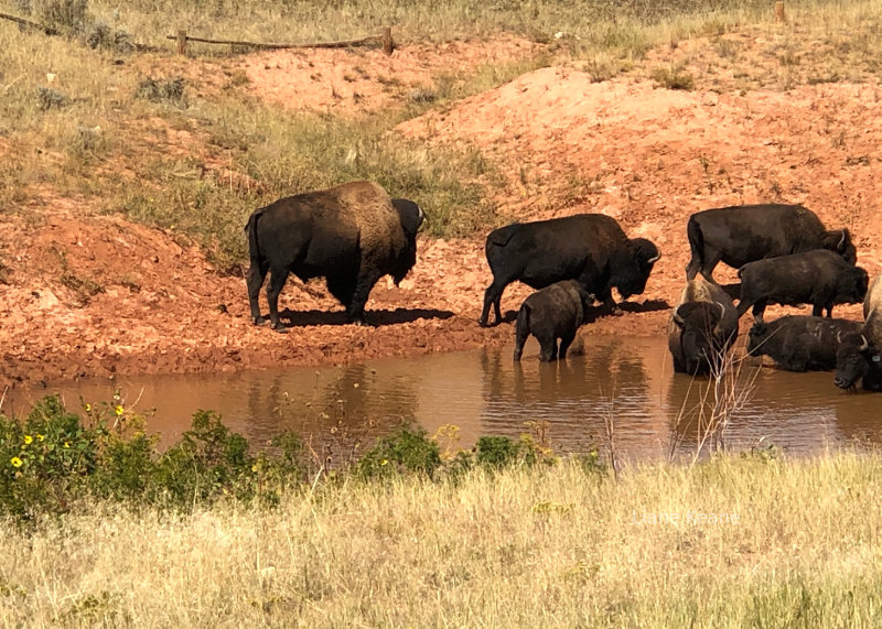 Buffalo at Hot Springs State Park, Wyoming.