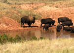 Buffalo at Hot Springs State Park, Wyoming.