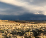 Wild Mustang horses in Wyoming