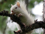 White Squirrel in Montana