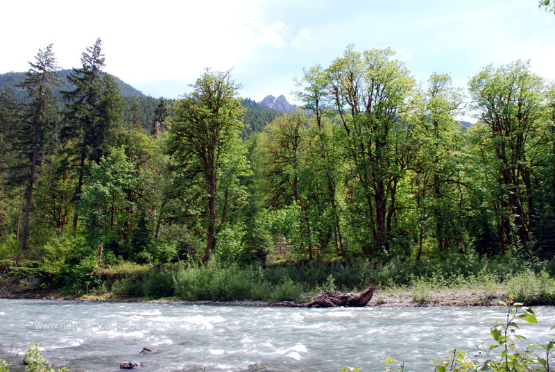 Dosewallips River on the Olympic Peninsula