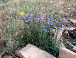Wildflowers in Colorado