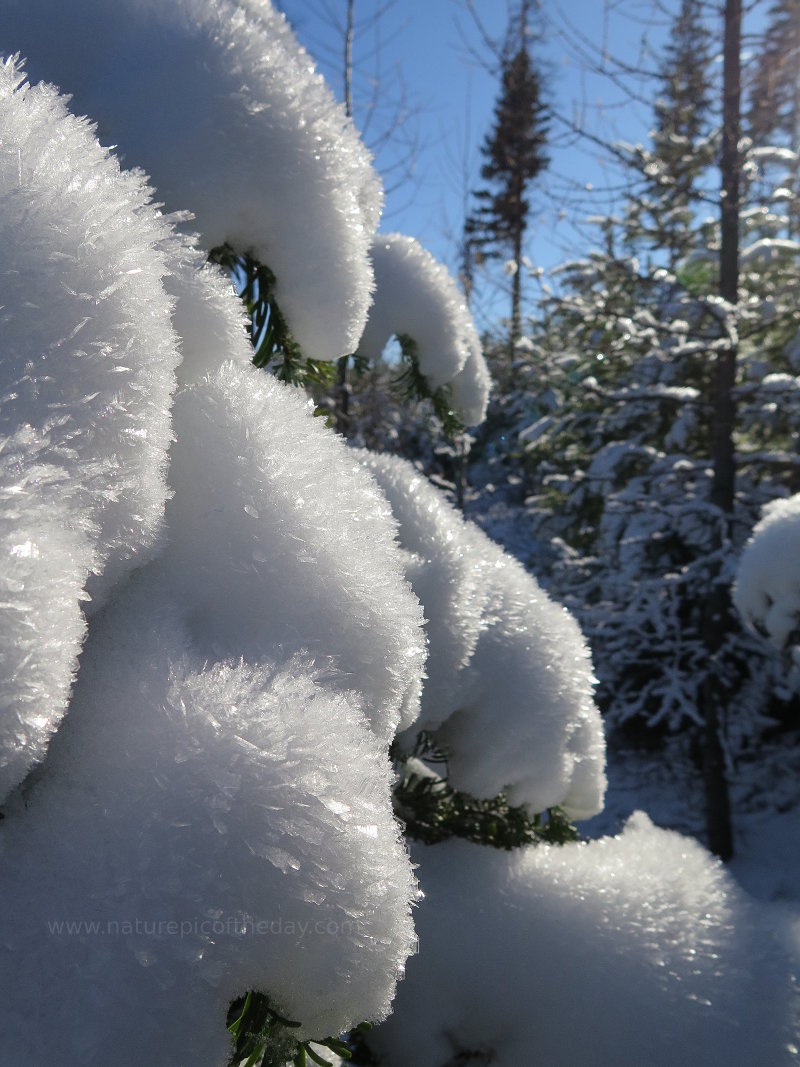 Snow on Trees