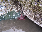 starfish in Oregon