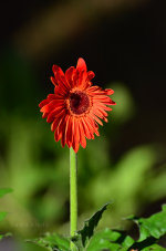 Beautiful Brazilian Flower