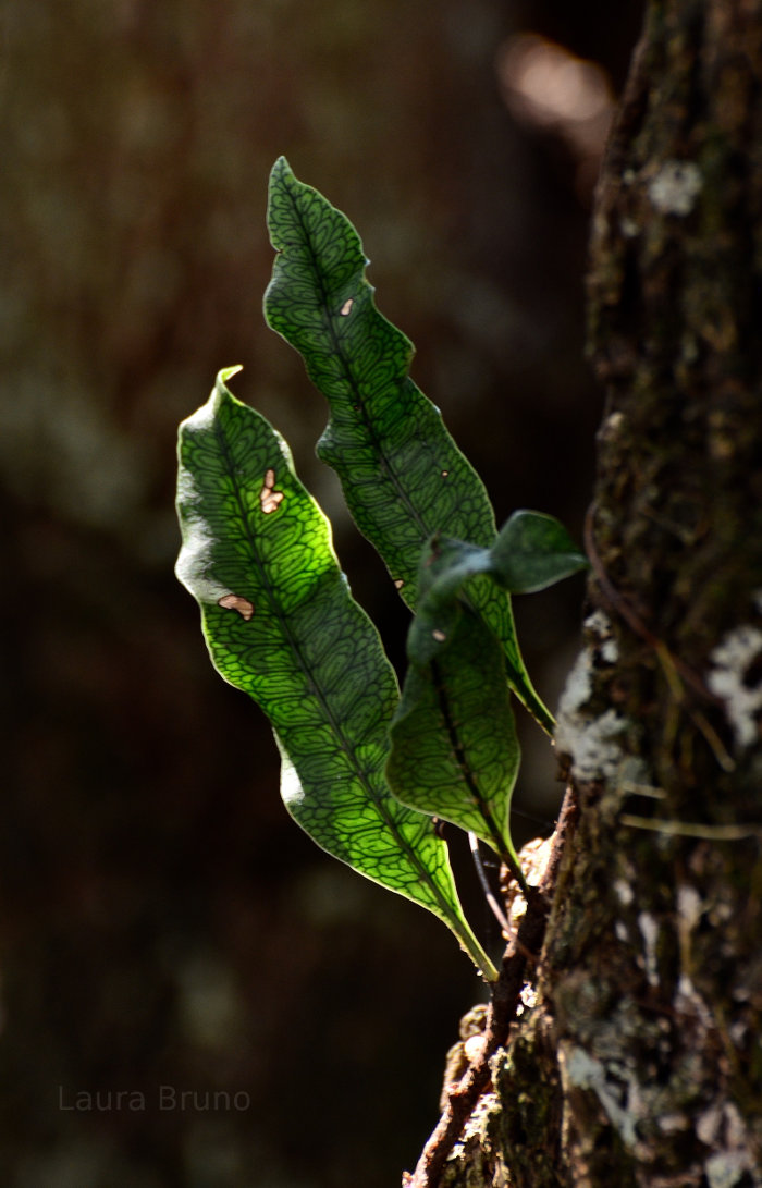 New leaves in Brazil