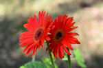 Beautiful Flowers in Brazil