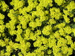 Flowers in the Oregon Desert