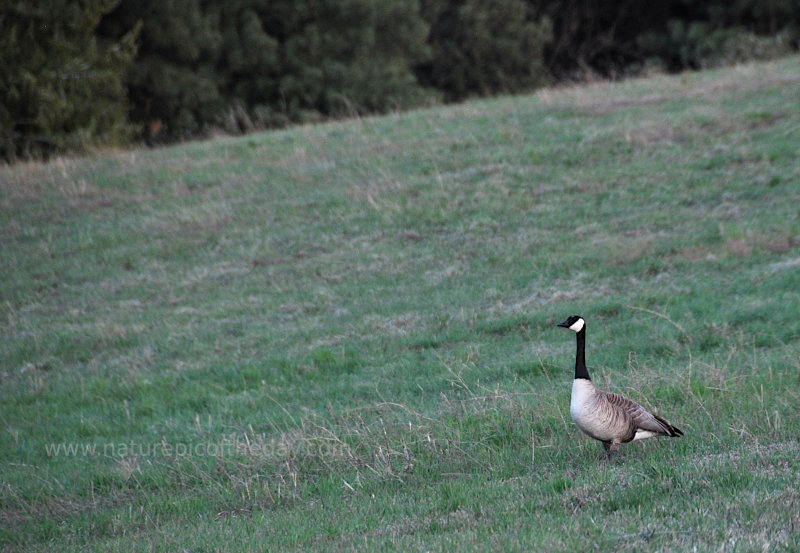 Canadian Goose