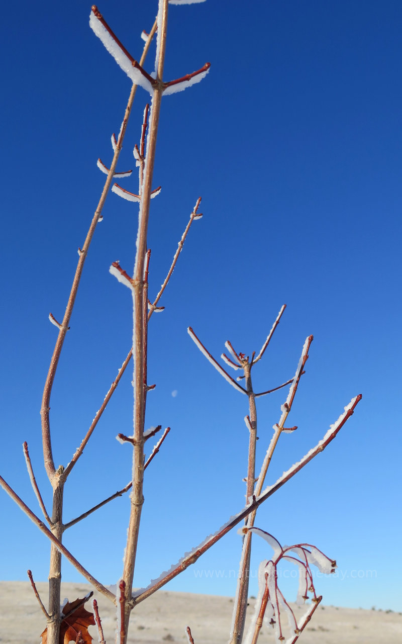 Frost on branches.