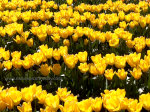 Tulips in Washington