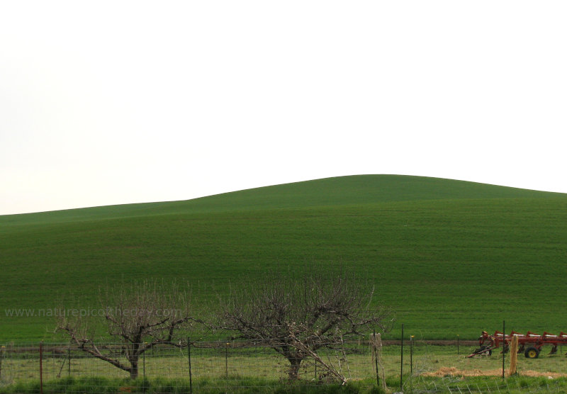 Spring in Wheat