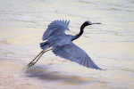 Blue Heron in Belize