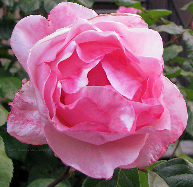 Pink Rose