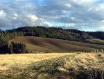 Winter Wheat sprouting in Idaho