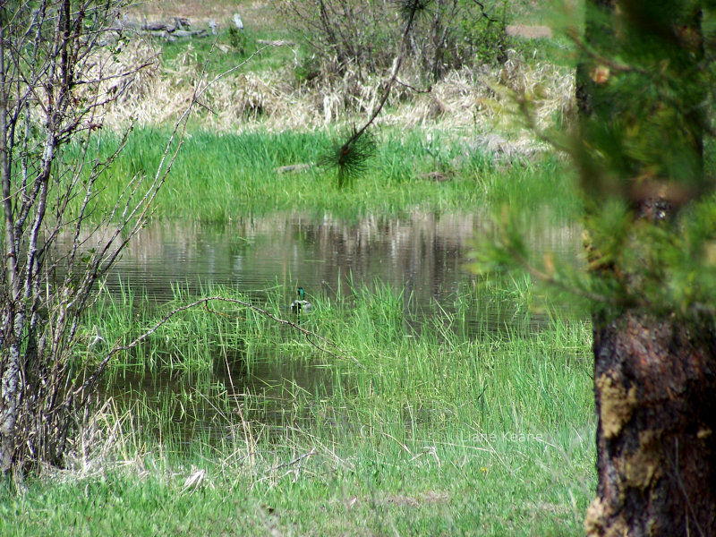 A male mallard in a pond