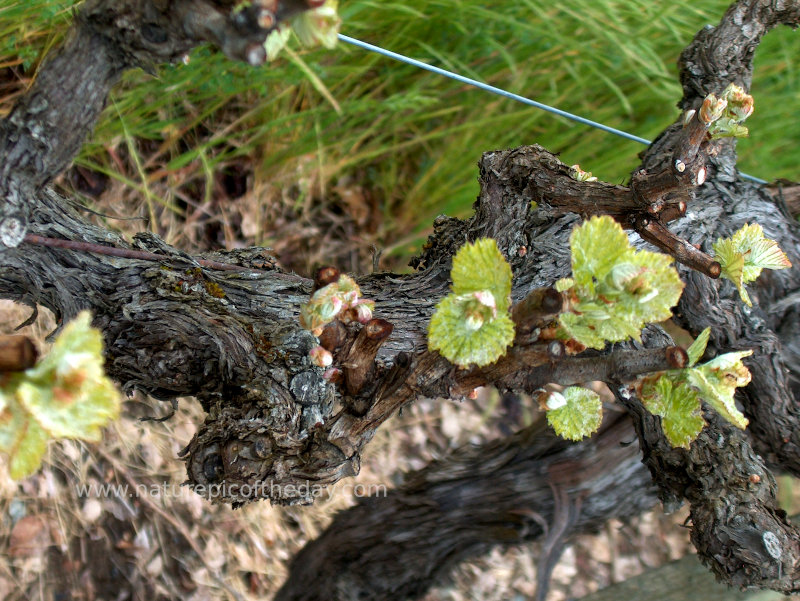 Old Vines in Napa